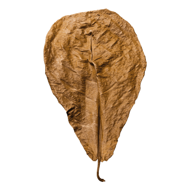 Stoffels Terminalia catappa, M