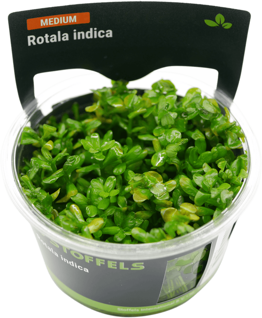 Stoffels Rotala indica in-vitro (Bonsai)