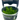 Stoffels Pogostemon erectus in-vitro