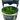 Stoffels Pogostemon erectus in-vitro