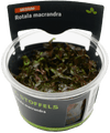 Stoffels Rotala macrandra in-vitro