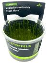 Stoffels Vesicularia reticulata 'Erect Moss' in-vitro