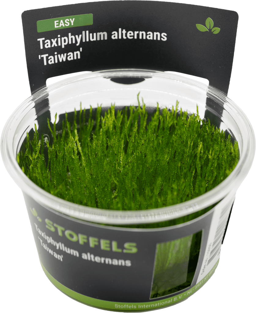 Stoffels Taxiphyllum alternans in-vitro ( Taiwan Moss )