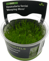 Stoffels Vesicularia ferriei 'Weeping Moss' in-vitro