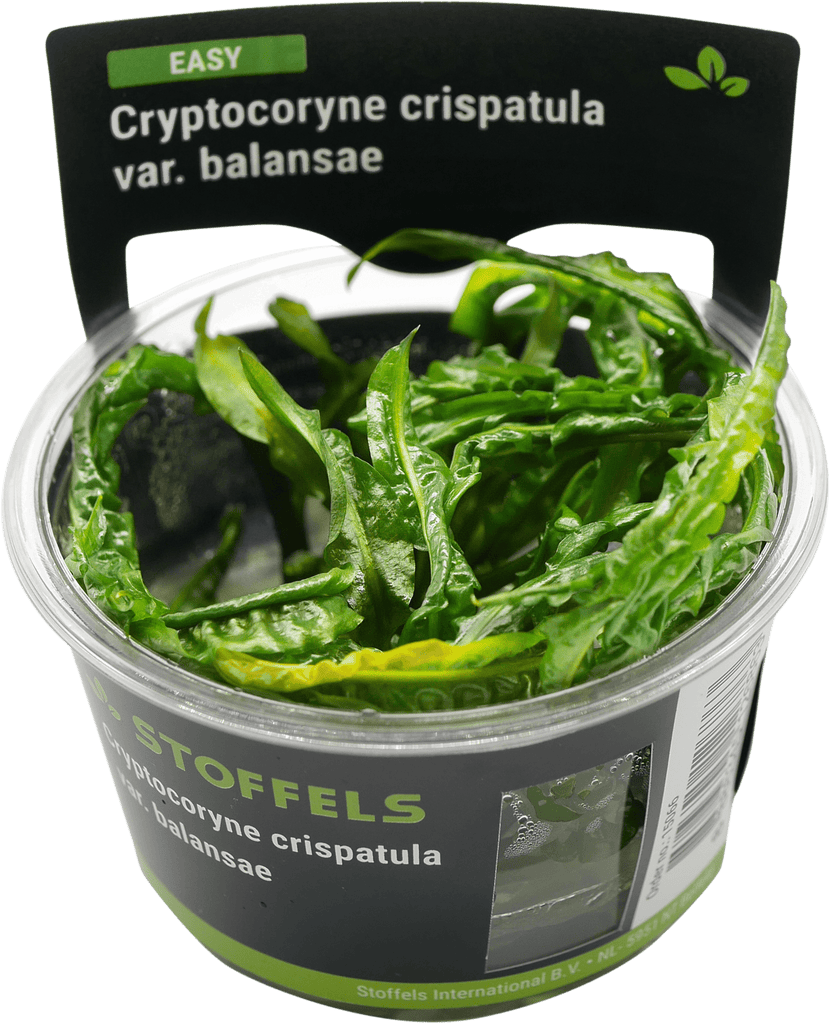 Stoffels Cryptocoryne crispatula In-vitro