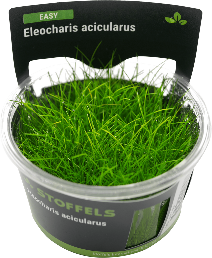 Stoffels Eleocharis acicularis in-vitro