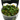 Stoffels Marsilea hirsuta In-vitro