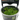 Stoffels Monosolenium tenerum in-vitro
