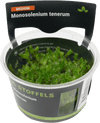 Stoffels Monosolenium tenerum in-vitro