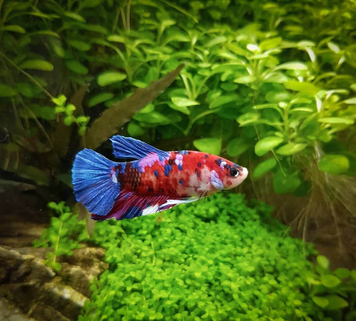 Aquaristik