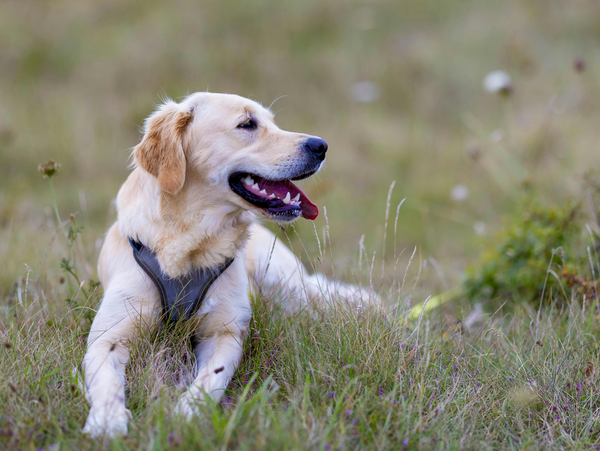 Golden Retriever liegt im Gras