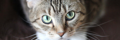 Katzen & Katzenzubehör online kaufen - Mein-Tiershop.de