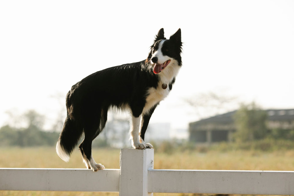 Ein Border Collie, der auf einem Holzzaun unter der hellen Sommersonne in einer ländlichen Umgebung balanciert.