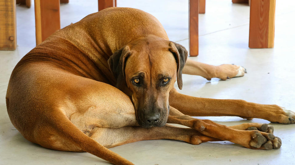 Ein Rhodesian Ridgeback ruht sich bequem in Innenräumen aus und fängt einen ruhigen Moment ein.