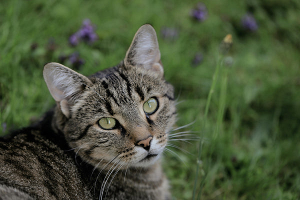 Europäische Kurzhaar Katze (EKH) auf einer Wiese
