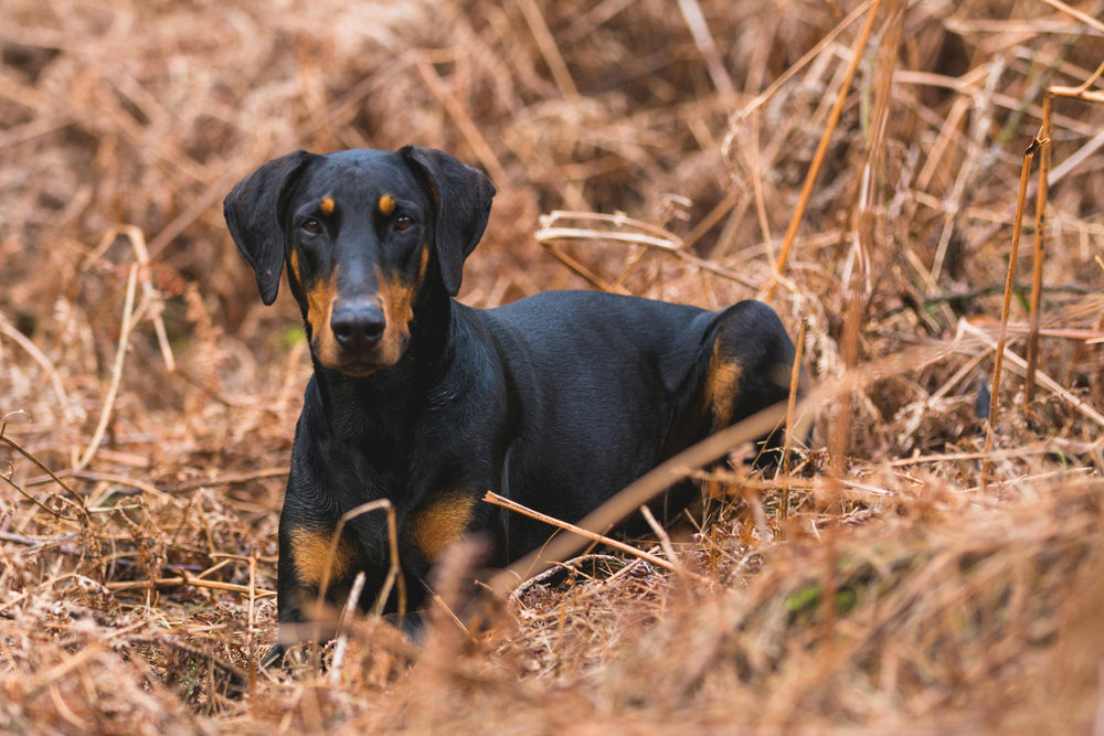 Ein Dobermann, der im braunen Herbstlaub sitzt und sein elegantes schwarzes Fell zeigt.