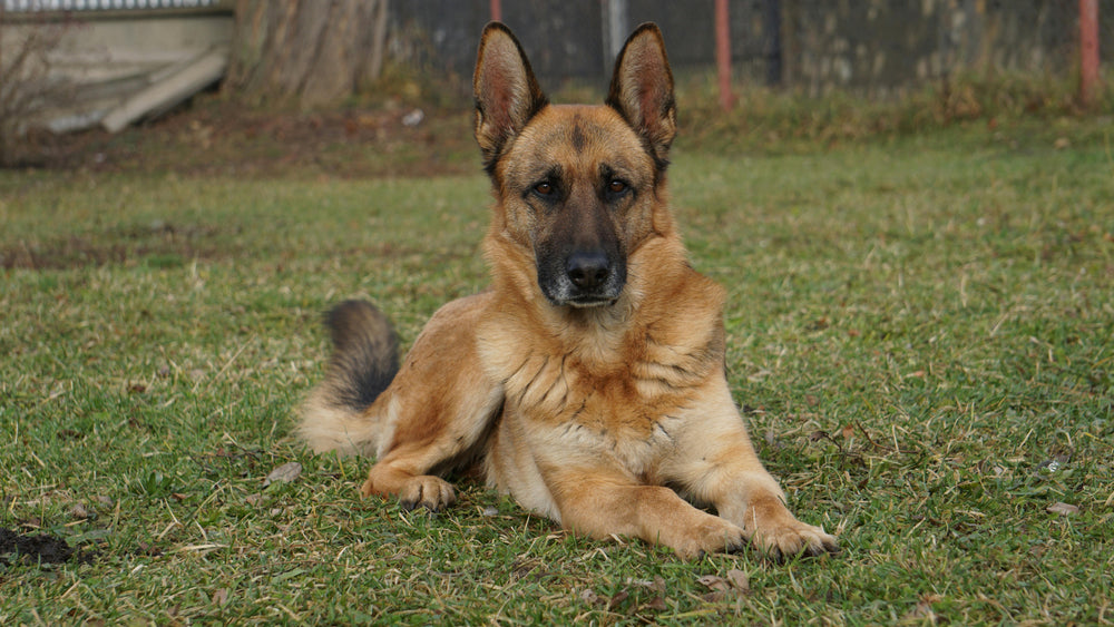 Deutscher Schäferhund liegt im Gras