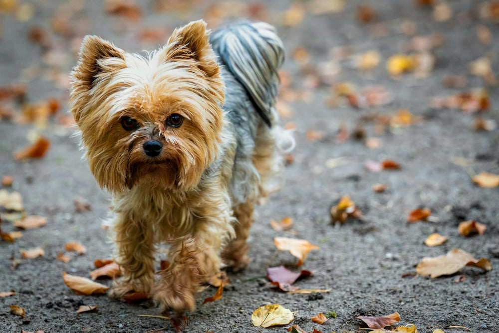 Yorkshire Terrier mit langem Fell schlendert durch bunte Herbstblätter im Freien.