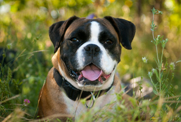 Boxerhund mit Halsband, der glücklich inmitten üppiger grüner Vegetation keuchte.
