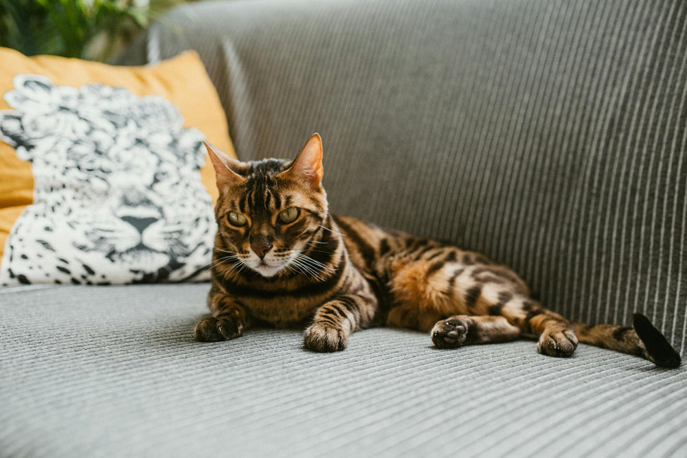 Bengal Katze liegt auf dem Sofa