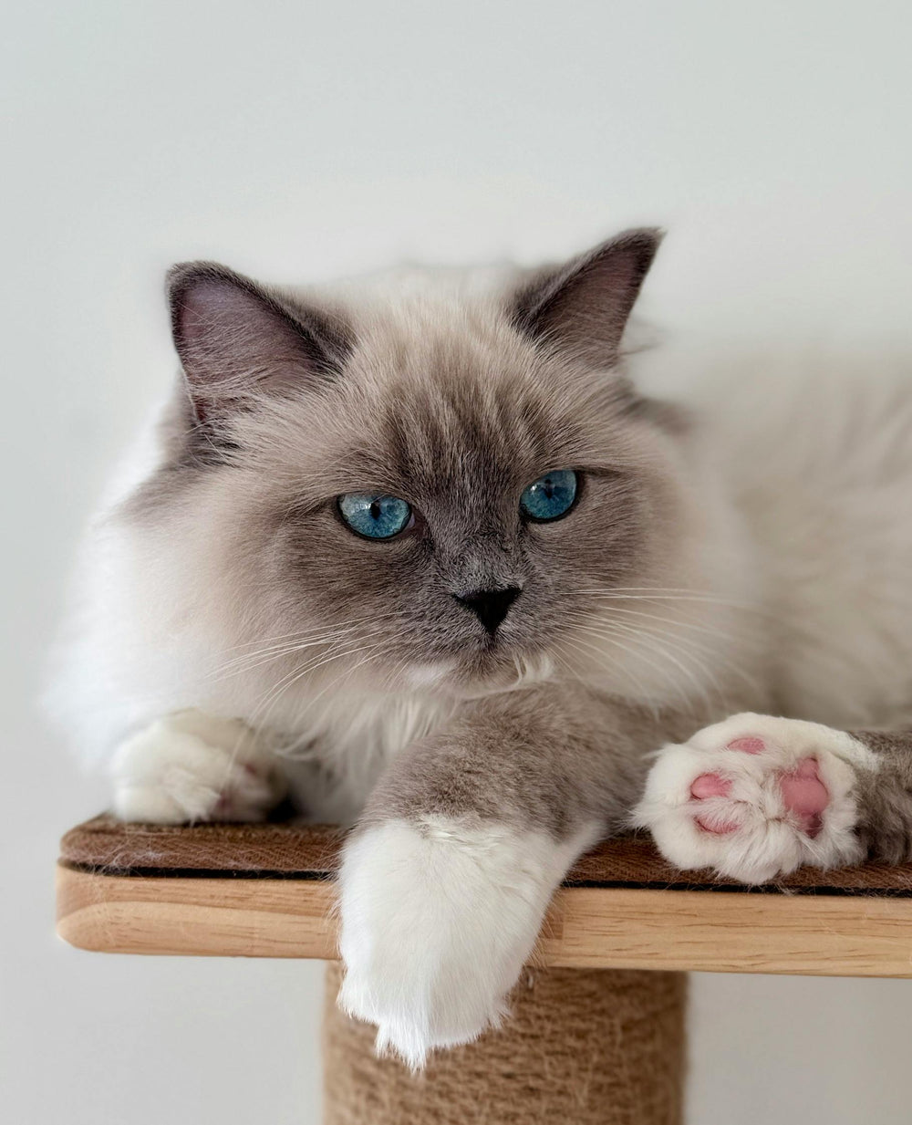 Ragdoll Katze
