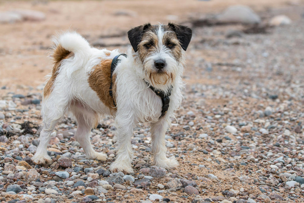 Jack Russel Terrier