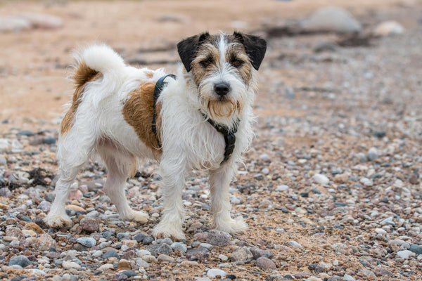 Jack Russel Terrier