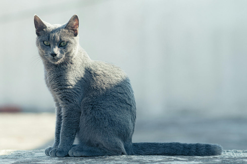 Russisch Blau
