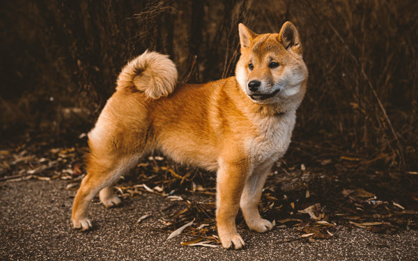 Shiba Inu, der im Freien steht und sein flauschiges Fell in einer herbstlichen Umgebung präsentiert.