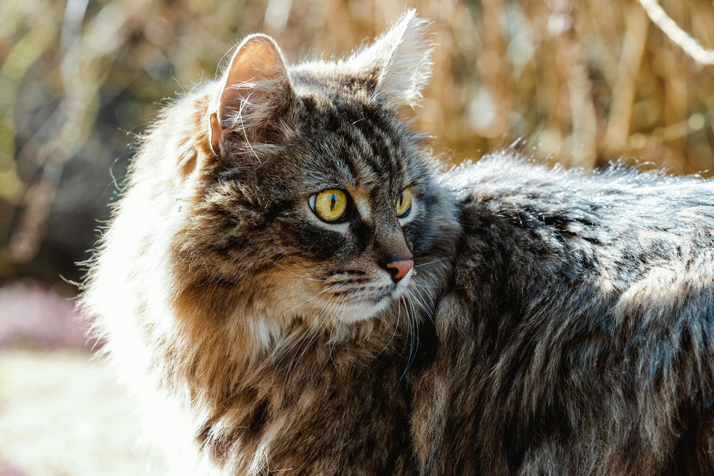 Sibirische Waldkatze