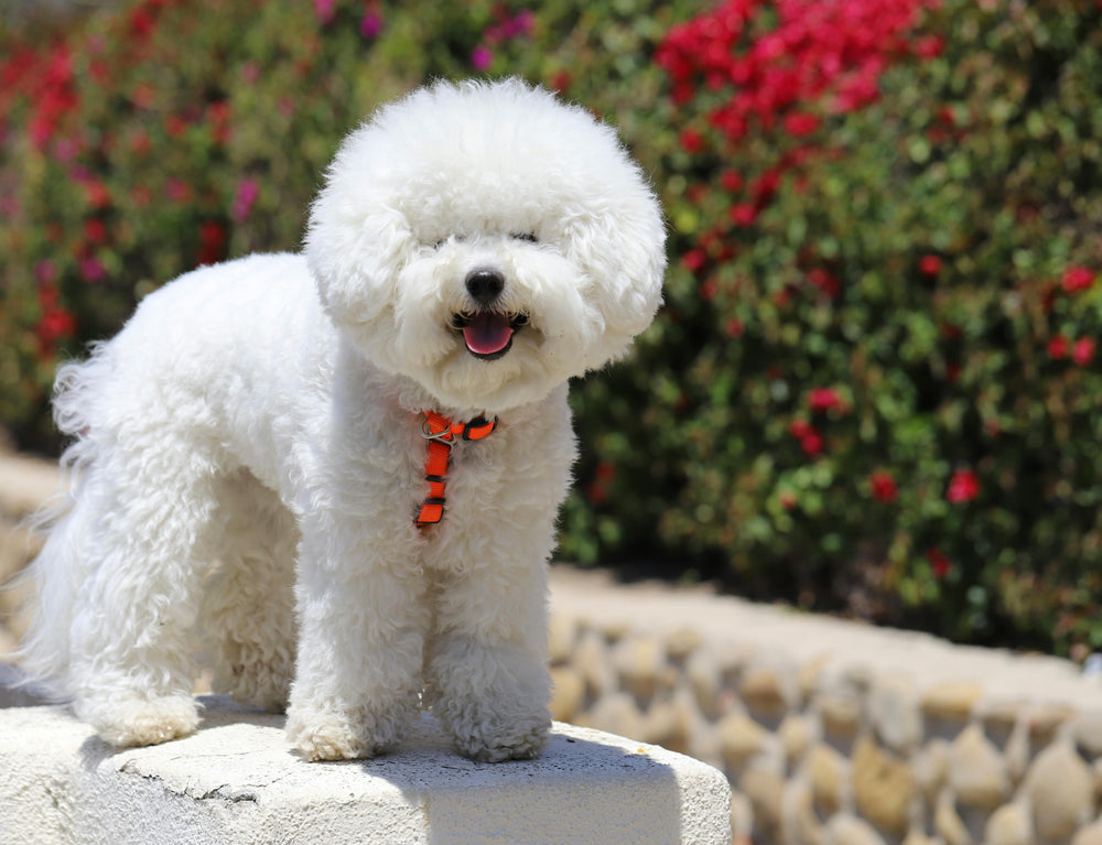Bichon Frise Hund mit einem flauschigen Fell steht auf einem Steinvorsprung in einem bunten Garten.