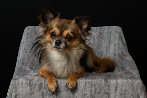Chihuahua auf einem Stuhl