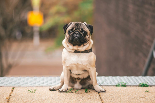 Mops, der im Freien sitzt und mit seinem neugierigen Blick Aufmerksamkeit erregt.