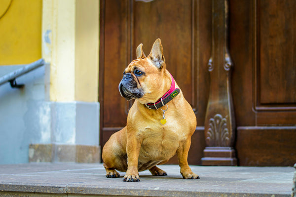 Französische Bulldogge sitzt vor einer Tür
