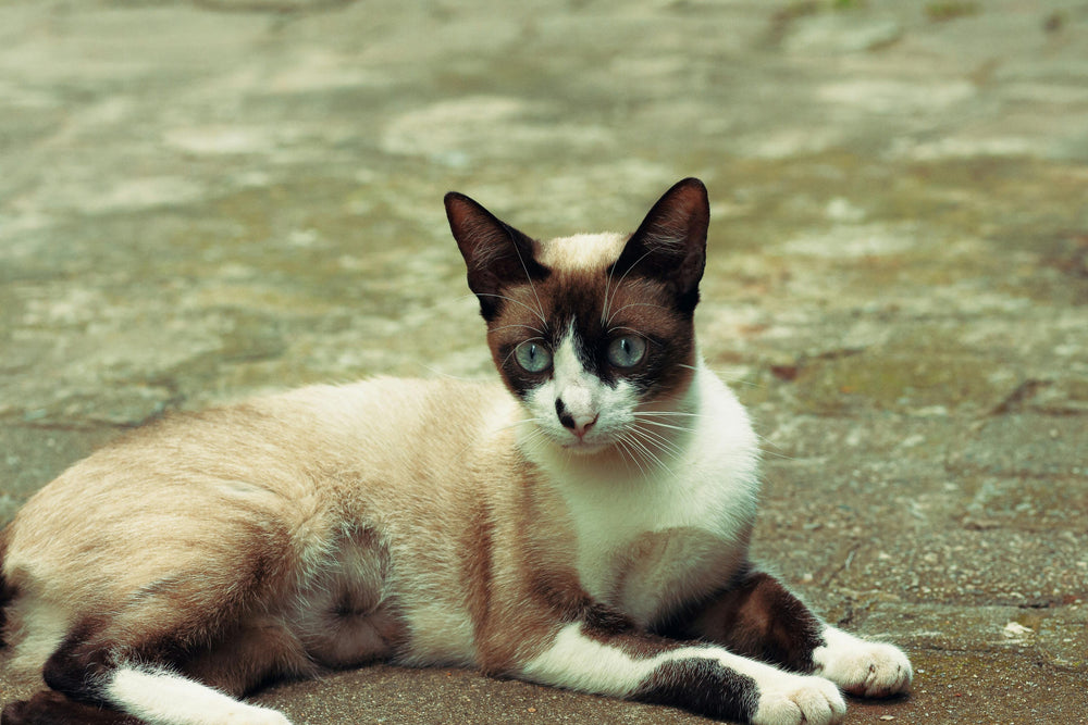 Siamese Cat