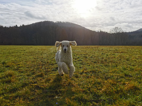 Pudel auf einer Wiese