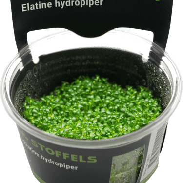 Elatine Hydropiper invitro