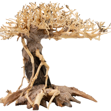 Akvado Bonsai Banyan Tree