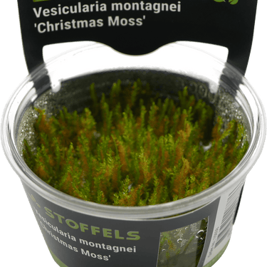 Stoffels Vesicularia montagnei 'Christmass Moss' In-Vitro